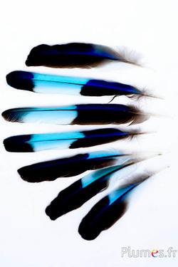 Rollier d’Inde - 12-16 cm - bleu-turquoise naturel